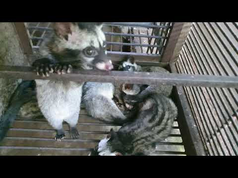 Video Cần tiền sửa chuồn trại giao lưu 10 con chồn trên 4... - youtube