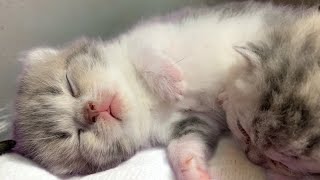 Meowdelicious moments: Mother cat and kittens in full!