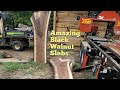 Timberking 2220 finds a nutty surprise in this huge Black Walnut log