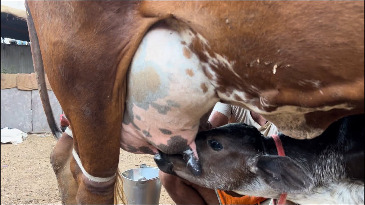 रोज़ाना 28kg दूध😲 वाली गाय 🐮|| per day 28kg milking cow || milking by hand 