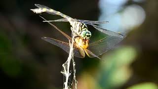 Petaluridae Dragonfly , Eating another Dragonfly#2