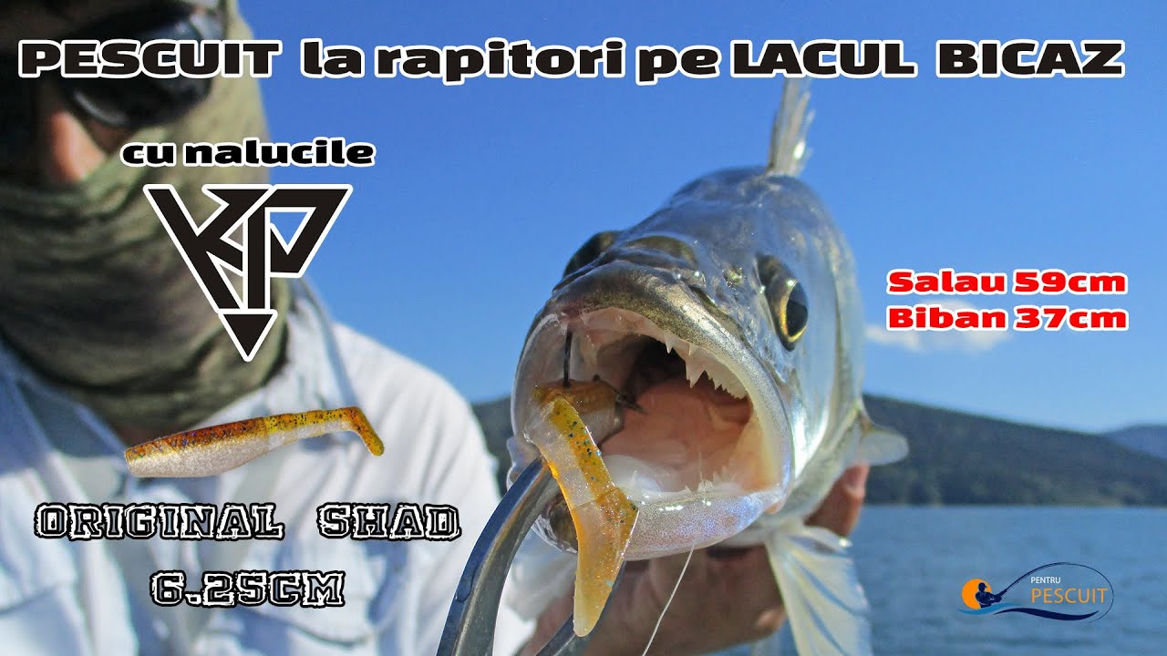 Pescuit la rapitori (salau,biban) pe lacul Bicaz' 2020, cu naluci K.P Baits Original Shad 6.25cm
