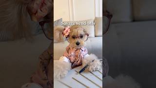 Should I work for hallmark? #noodlesthepooch #funny #workhumor