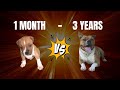 AMSTAFF 1 month to 3 years