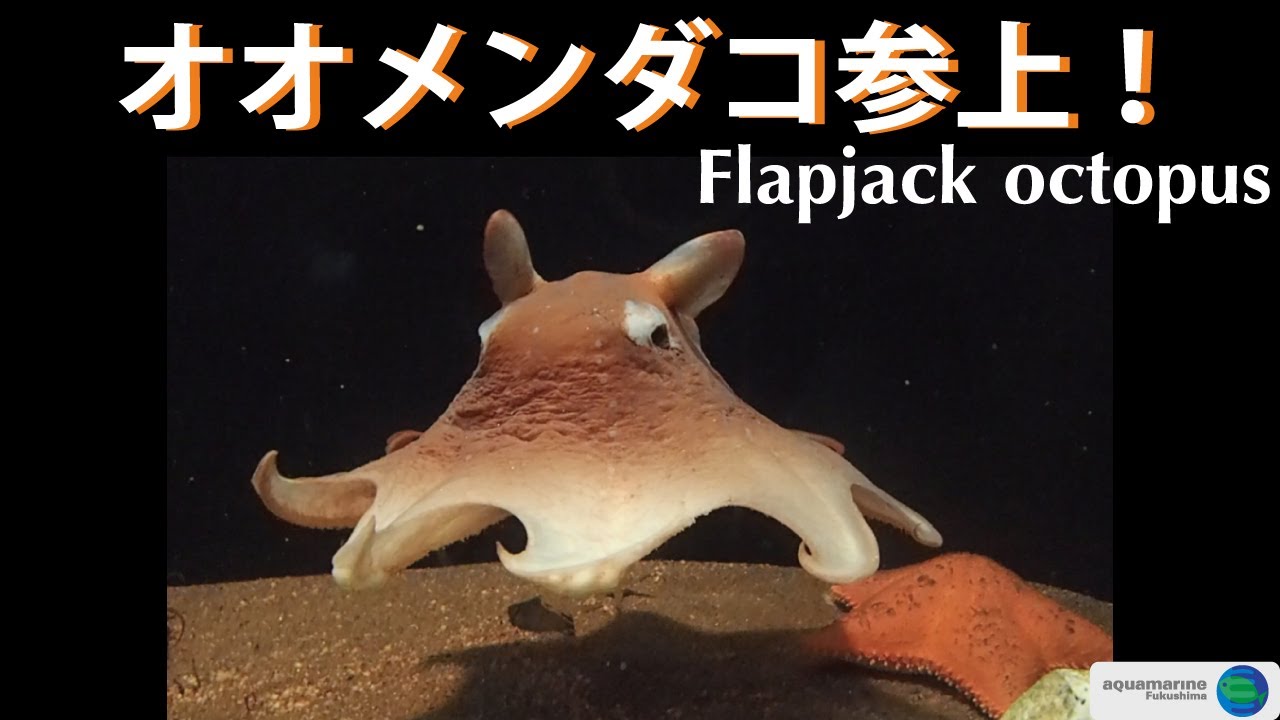 8 27展示を終了しました オオメンダコを展示しました アクアマリンふくしま