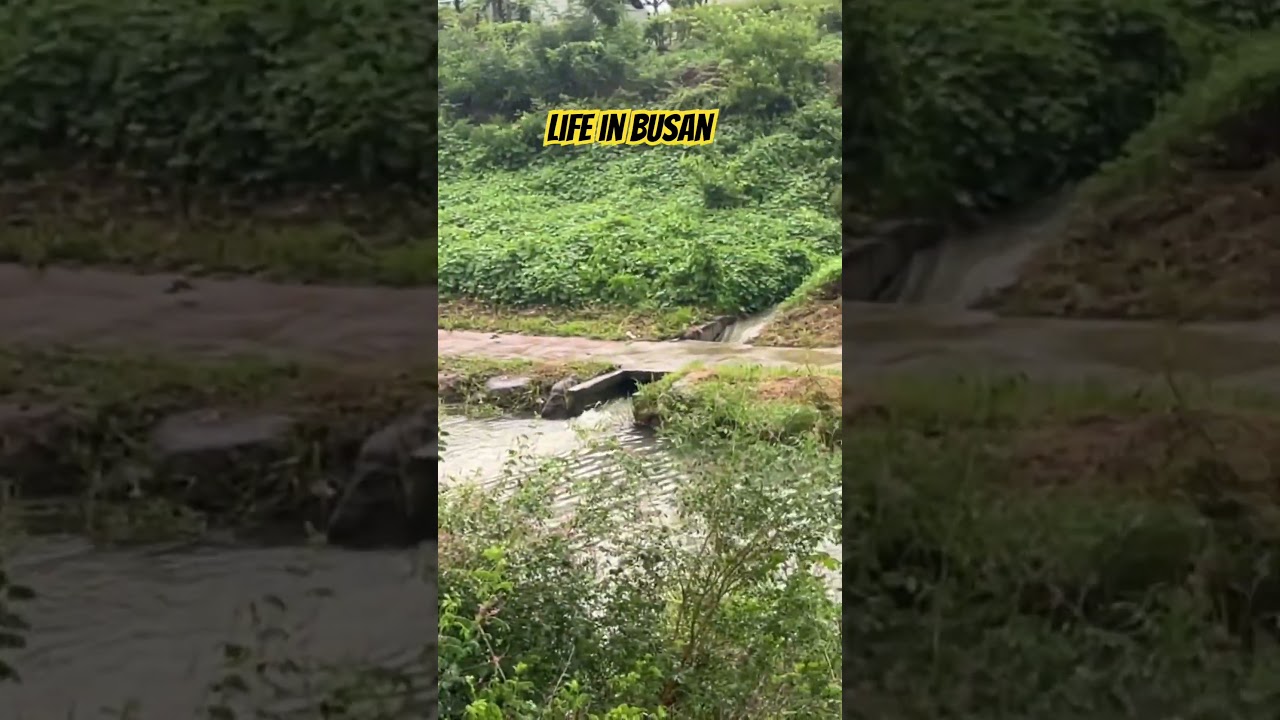 🌧 Calm Busan Evening with a Light Drizzle 🇰🇷✨
