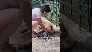 Dog lying Roadside, helplessly 🥺💔 #rescue #dogrescue #kindness #storyorry