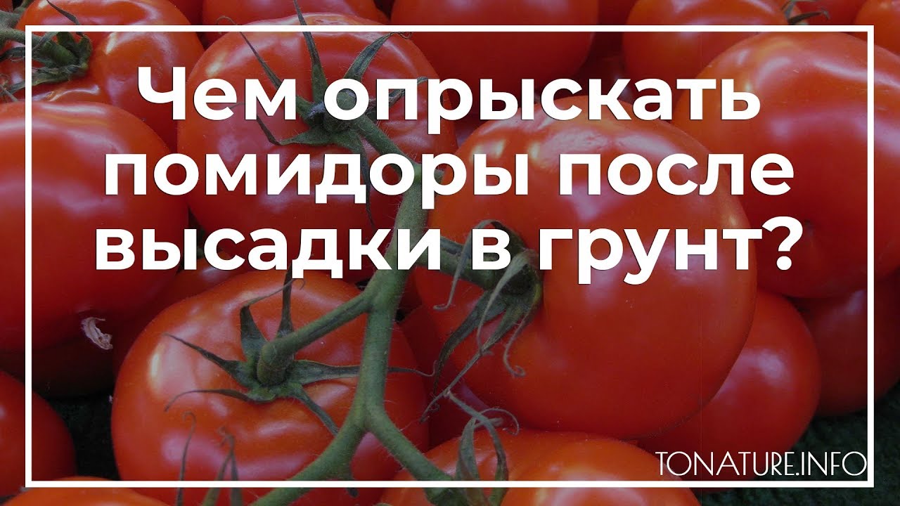 Чем опрыскать калину