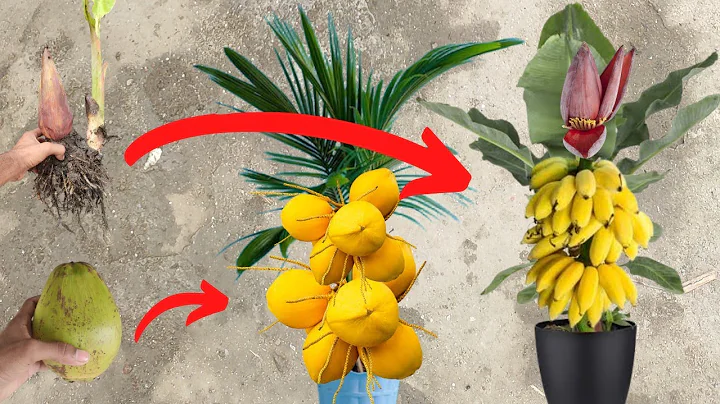 Unique Skill Grow coconut tree from coconut fruits banana tree from banana fruits