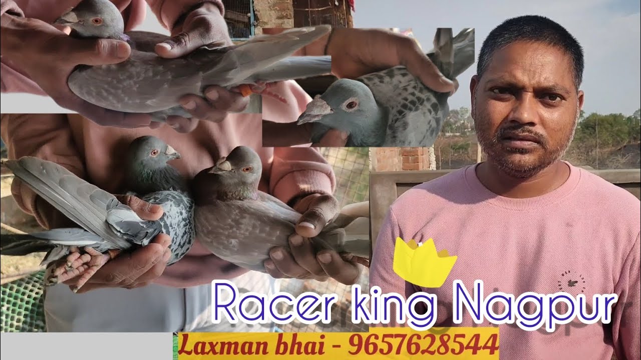 Racer pigeon | Lucky loft khaperkheda Nagpur. The racer King 👑 Laxman bhai 500km race .