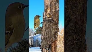 BEAUTIFUL Ruby CROWNED Kinglet | #shorts | Jolly Time Birds BEAUTIFUL Ruby CROWNED Kinglet | #shorts | Jolly Time Birds