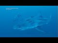 Rare footage of a Great White Shark in the Mediterranean