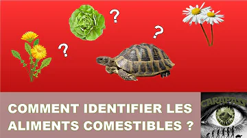 Quelle est la différence entre la tortue graeca et la tortue Hermann | The Growberry