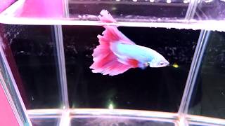 大台南展示級鬥魚 170531-1