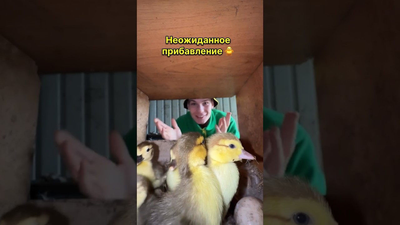 Осенний сюрприз, утка вывела утят и сбежала 🦆