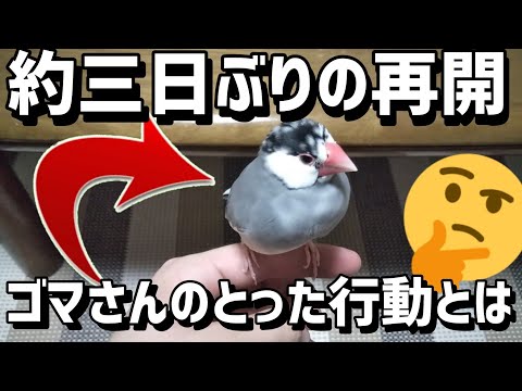 【文鳥】三泊四日の旅から帰宅した主。約三日ぶりの再開にゴマさんが驚きの行動をする！！！
