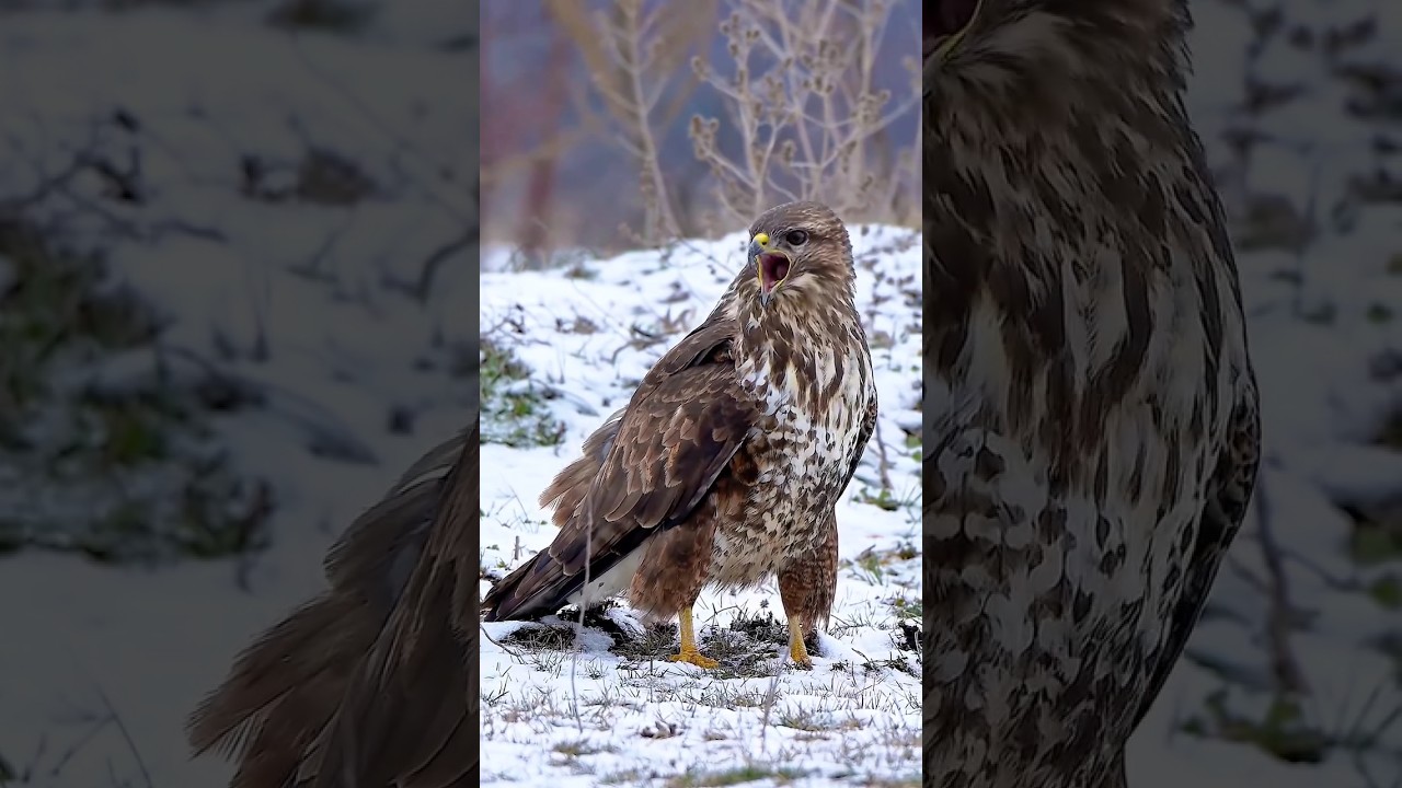 Peregrine Falcon Bird !! 
