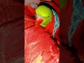 parrot voice#short#vairal#veido