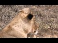 lions near gardenia bird hide