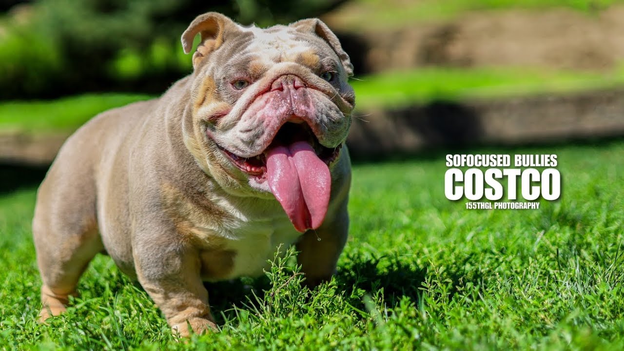 COSTCO ENGLISH BULLDOG YouTube