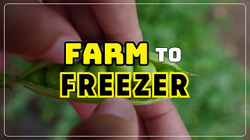 How Farmers Harvest Green Peas | How Frozen Peas Are Produced | Farming Stories