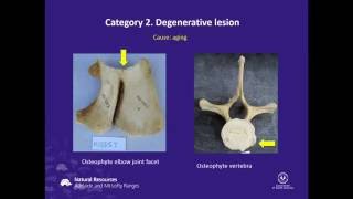 Long-term study of skeleton pathology shows differences between Indo-Pacific Bottlenose Dolphins ...