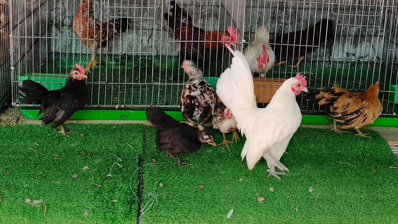 14/07/2025/gà cảnh đủ loại 0888464988