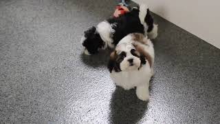 Shichon Puppies for Sale