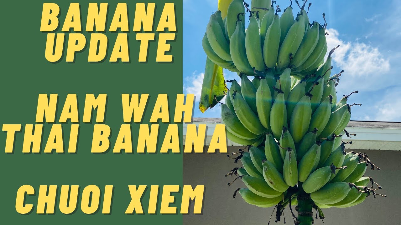 BANANA UPDATE |Nam Wah Chuoi Xiem or Kluai Nam Wa Thai Banana| Florida Food Forest