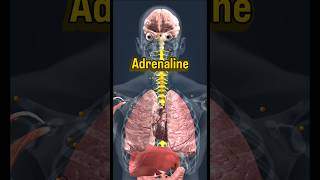 Adrenaline production! Adrenaline by Gavin rossdale#shortsfeed #shorts #adrenalinerush #shortsviral