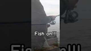Fish on! Landing A Nice Thick Alberta Walleye #fishing #shorts
In this clip, I am fishing at Pigeon Lake, Alberta with my son for Walleye. We were lucky to have two thick Walleye landed within 10 minutes after struggling to catch fish earlier in the day.
Since you like fishing, please subscribe.
Its FREE and you wont miss our next fishing adventure.
#shorts #fishing #walleyefishing #walleye #fishingvideo Fish on! Landing A Nice Thick Alberta Walleye #fishing #shorts