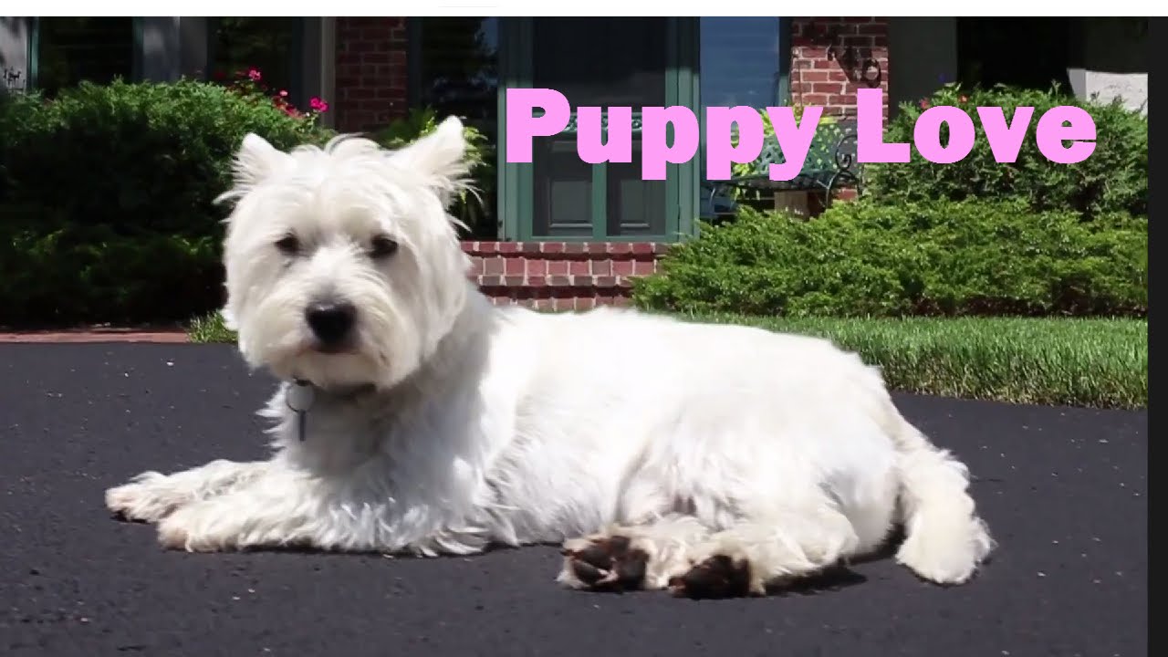 sheezay puppy love sheezay puppy love