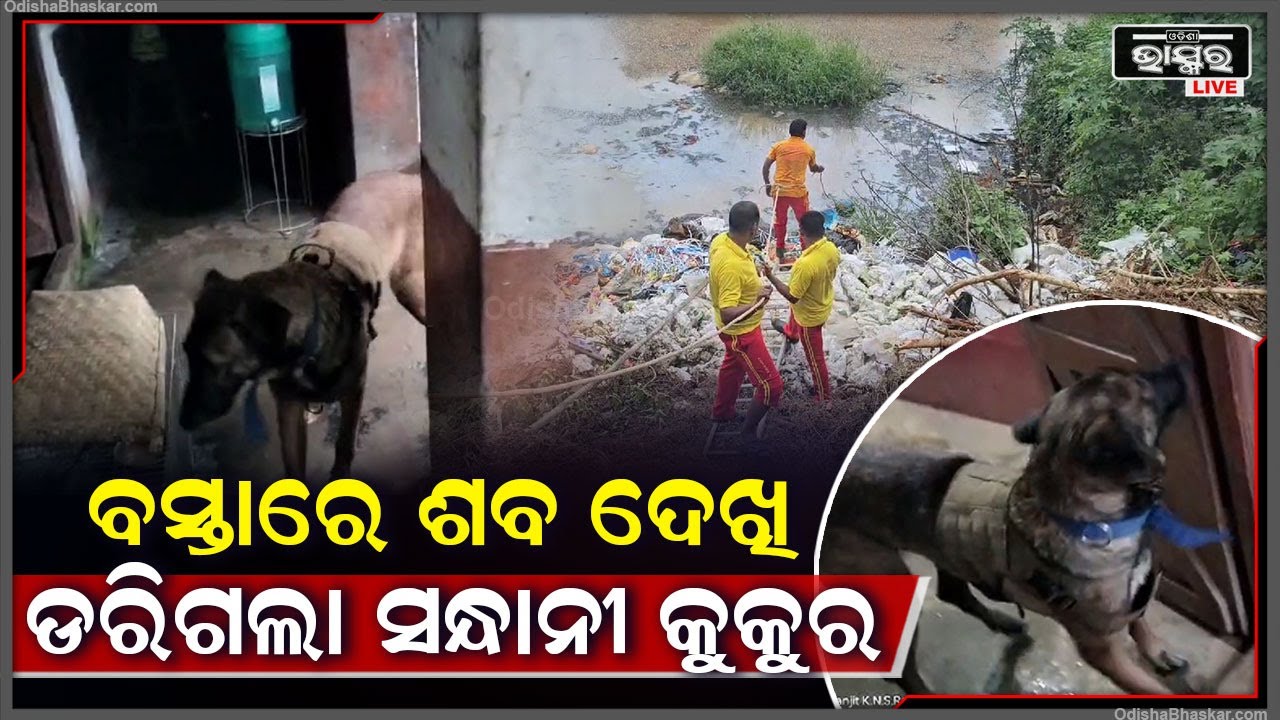 ସନ୍ଧାନୀ କୁକୁର ସାହାଯ୍ୟରେ ଅଭିଯୁକ୍ତକୁ ଖୋଜା ଚାଲିଛି, ହେଲେ ସନ୍ଧାନୀ କୁକୁର ଯାହା ଦେଲା...
