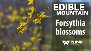 EDIBLE MOUNTAIN   Forsythia