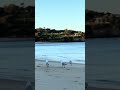 Watching Seagulls beachside