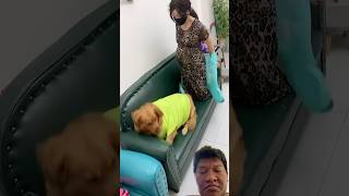 #petlover #pets #funny #goldenretriever #cute #reels #shortvideo #smartdog #dog #doglife #animallove