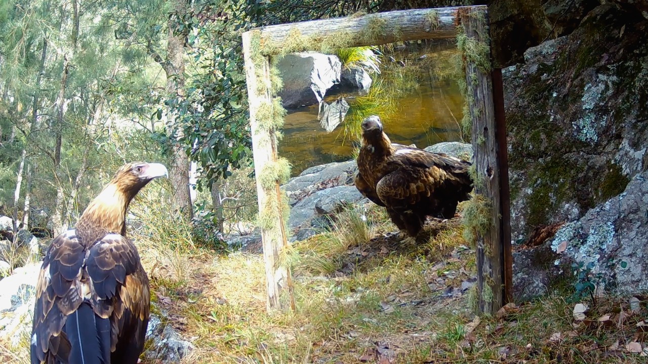 When Wildlife Reacts to a Mirror | Australia