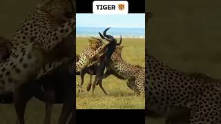 50 Craziest Wild Animal Fights That Will Leave You Breathless | Animal Fights#viral #lion #trending