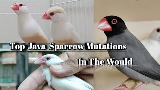 Famous java sparrow mutation #birds #finch #breedingprogress Wealth