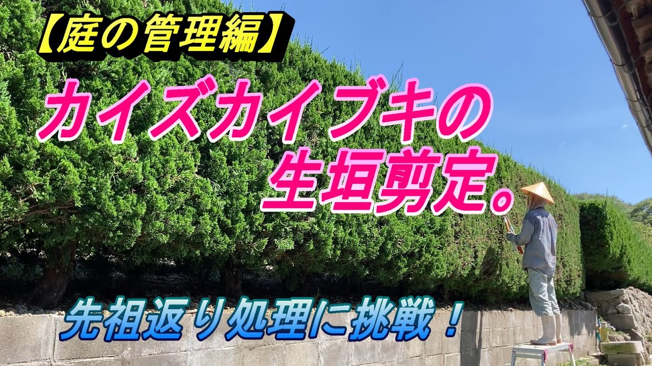 庭の管理】カイズカイブキの生垣剪定。痛～い「先祖返り」の処理にも