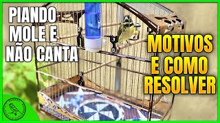 ❌ COLEIRO CHEERING SOFTLY AND DOES NOT SING AND CALLING COLD (WHAT TO DO) screenshot 5