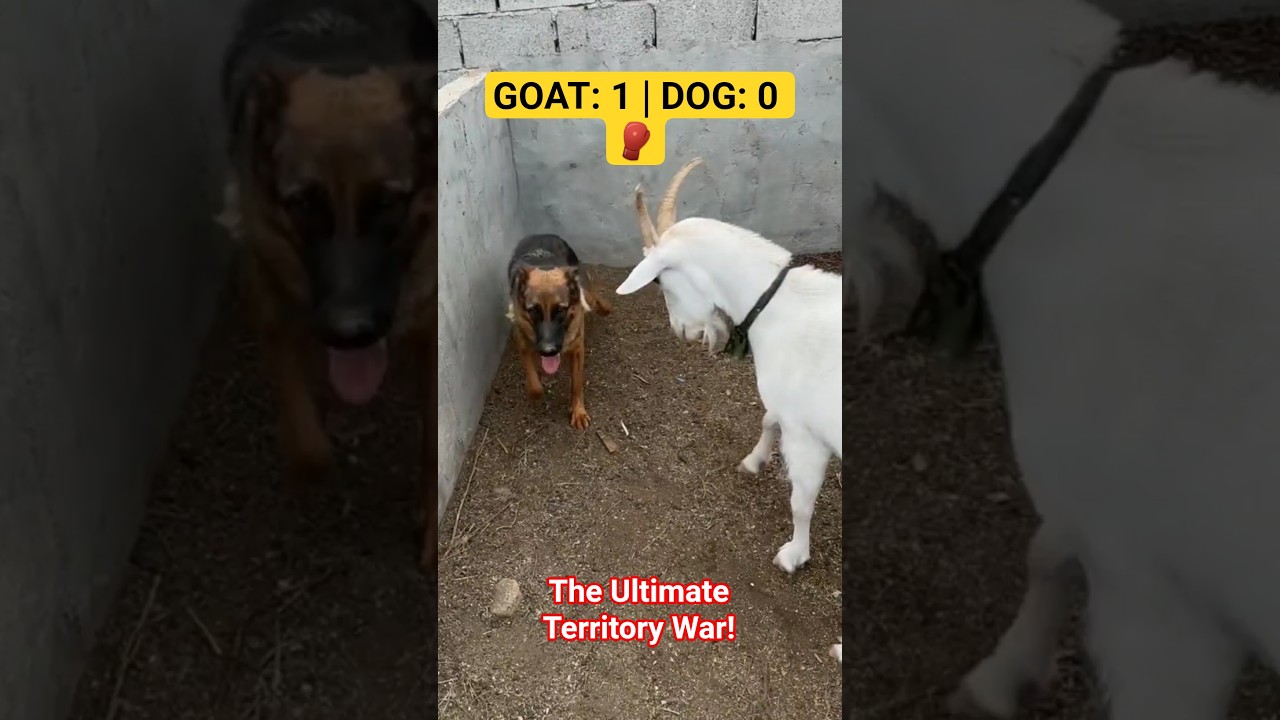 Goat Teaches Dog a BRUTAL Lesson! 😱 (Wait for the Charge) 