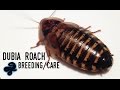 Dubia Roach Breeding/Care Guide