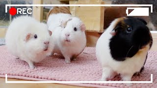 What Guinea Pig Floor Time At Night Is Really Like