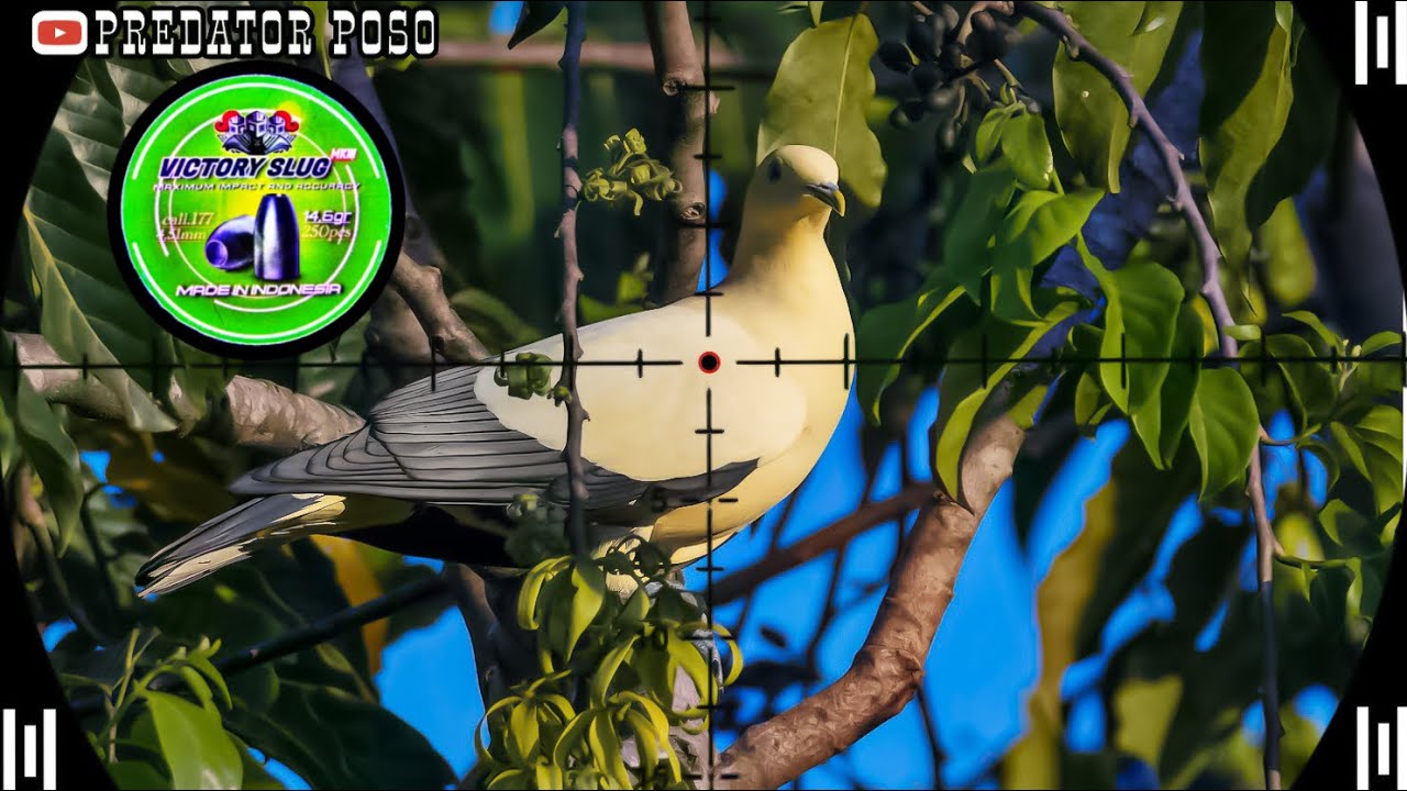 POIN PERGAM PUTIH / BERBURU BURUNG PERGAM DAN PUNAI DI SPOT POHON BERINGIN