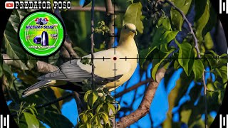 POIN PERGAM PUTIH / BERBURU BURUNG PERGAM DAN PUNAI DI SPOT POHON BERINGIN