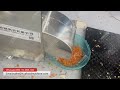 304 Stainless Steel Carrot Vegetable Cube Cutting Machine Root Vegetable Dicer