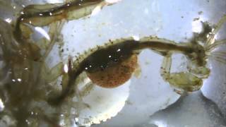 Skeleton shrimp oxygenating her eggs, Freeport, Maine