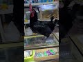  دجاج ؤسترالب