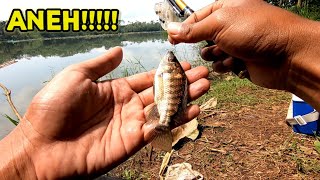 IN THIS SPOT, THE NILA WANT TO EAT SHRIMP!!! A new fishing spot in the Karangkates reservoir//EEN...